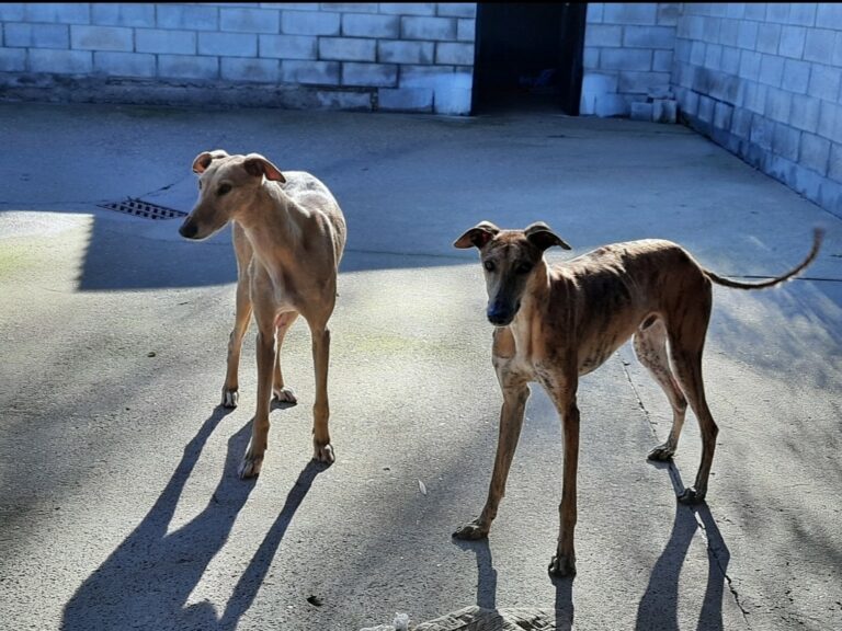 El equipo de gobierno dejará en manos de la Diputación el servicio de recogida de perros abandonados lo que supondría el cierre de la perrera municipal