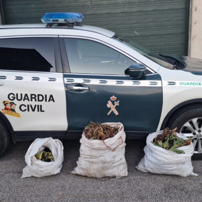 La Guardia Civil se incauta 50 kilos de genciana en La Magdalena