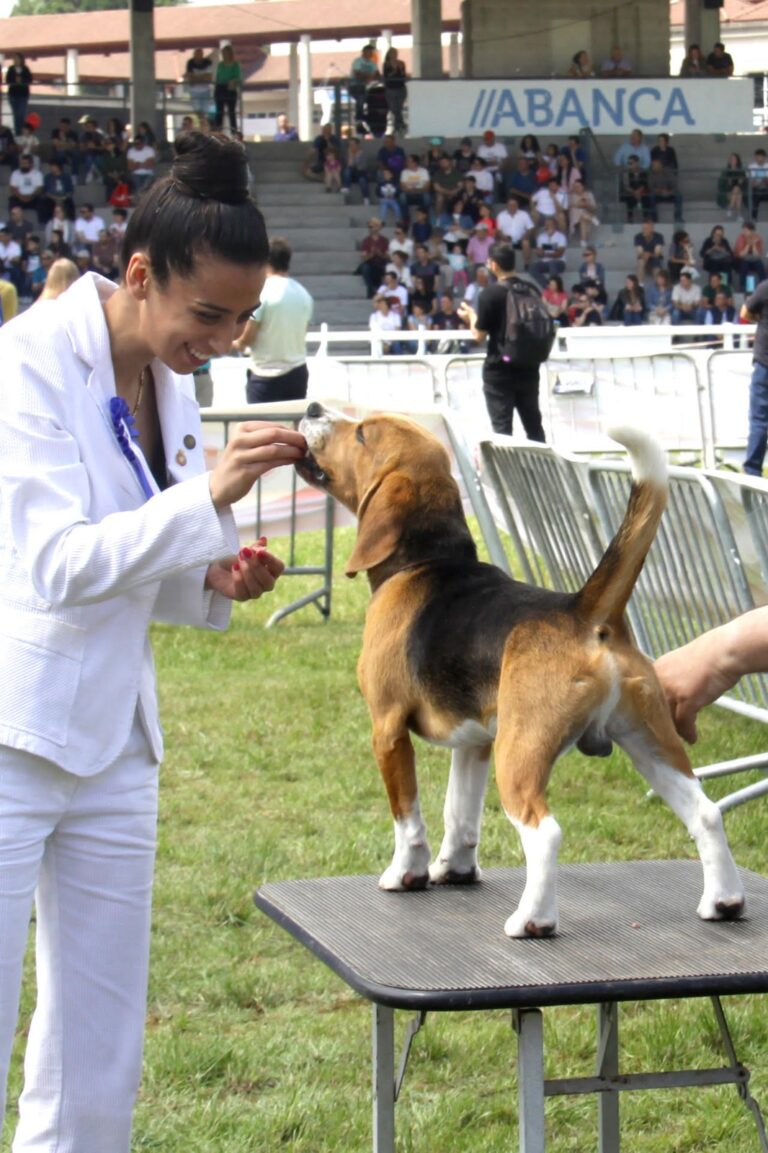 Valdespino acoge la I Prueba de Trabajo para Perros de Rastro